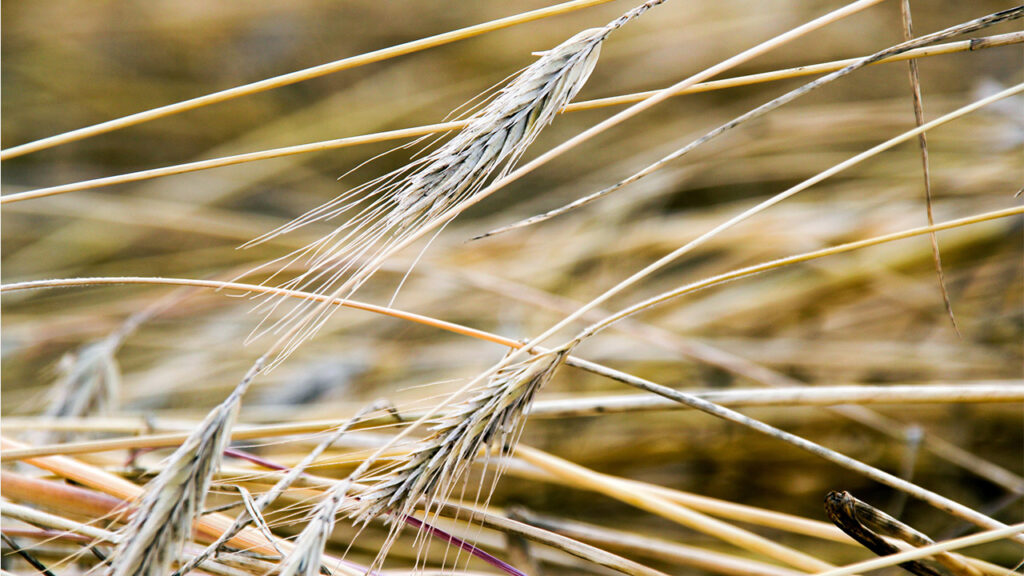 Wie Gesund Ist Unser Brot? - Produktion West